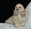 American Cocker Spaniel Information and Pictures