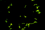 <b>Methanobrevibacter</b>