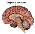 The <b>corpus callosum</b> is a very