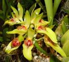 Bulbophyllum graveolens | Orchids Online