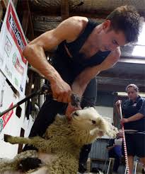 Ivan Scott Breaks Shearing World Record | Stuff. - 6233038
