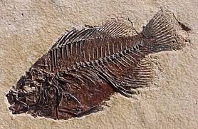 Fossil