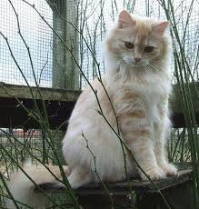 Hobby - German Angora - Britta Steckelbach - Jede Katze braucht ...