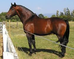 Horse Breeds