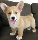 Kinda reminds me of Fox McCloud, actually. Must be his pointy ears… - corgi-puppy