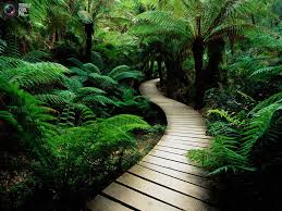 images?q=tbn:ANd9GcRPsmLdH0iRC_FpnoNbaN66gnSAh6ZjqX7fEA_4WSfZbgvFkxog