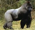 Gorilla undergoes surgery for broken jaw at human hospital - SlashGear