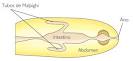 Sistema excretor <b>de</b> un insecto
