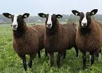 Zwartbles pronunciation