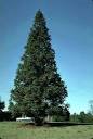 (<b>cunninghamia</b> lanceolata)
