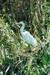 Great egret in high green - via Daymix