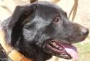 Dog breeds in the Canary Islands &amp; their appearance on the ...