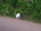 Escaped Guinea Pig, Rectory - via Daymix