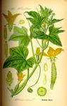 File:Illustration <b>Cucumis</b>