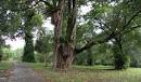 Bird Ecology Study Group Bidadari Cemetery, a new birding playground