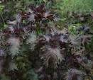 <b>Perilla frutescens</b>