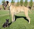 Dog breed - Wikipedia, the free encyclopedia