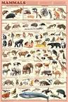 Zion-St. John Lutheran School: Mammal Slideshow Project- 5th & 6th ...