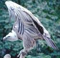 The Open Door Web Site : Biology : The Characteristics of ...
