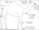 Camel Printout - EnchantedLearning.