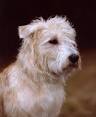 Irish Glen of Imaal Terrier home page Powheiri Kennel