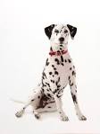 Dalmation Pictures and Images