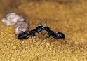 Science Projects With Ant Farms eHow
