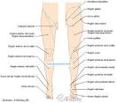 Regiones del miembro <b>inferior</b>