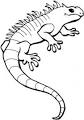 Iguana coloring page
