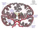 Anterior <b>Cerebral Artery</b>