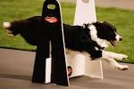 Top Ten Dog Sports - Sports and Recreation for Dogs