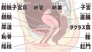 解剖女体|Amazon.co.jp: 女性人体筋骨格解剖モデル 60 センチメートル ...