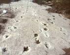 Paluxy Dinosaur/"Man Track" controversy, by Glen J. Kuban ...