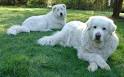 Maremma Sheepdog Information and Pictures, Maremma Sheepdogs