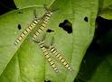 HowStuffWorks "Introduction to How Caterpillars Work"