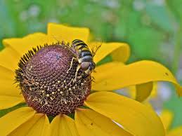 Bee Mimic On Black-eyed Susan - Hover Fly Photograph by Mother ... - bee-mimic-on-black-eyed-susan-hover-fly-carol-senske