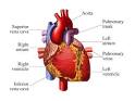 The human heart.