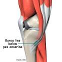 A Patient's Guide to Pes Anserine (Goosefoot) Bursitis<