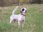 Welcome to Northwoods Bird Dogs Blog