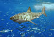 Chondrichthyes - Wikipedia, the free encyclopedia
