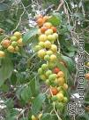 <b>Ziziphus</b> jujuba, <b>Ziziphus</b>
