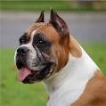Boxer Puppies Breeders Boxers