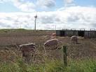 The turbines were doing a fair trade today with a very strong wind. - via Daymix