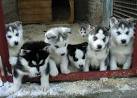 Siberian Husky Puppies in their Kennel - Siberian Huskies | Tails ...