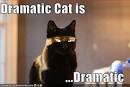 Dramatic Cat is - Lolcats - Funny Pictures of Cats - I Can Has ...