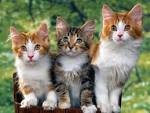 Curiosidades sobre gatos. MundoGatos.