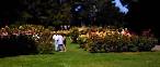 Come Visit the Rose Garden of Golden Gate Park – In Full Bloom Now ...