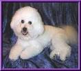 There are four kinds of canine allergies that affect the Bichon Frise: food, ... - rsz_bichon_frise_8