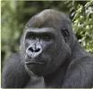 Great Apes and Other Primates - National Zoo| FONZ