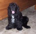 American Cocker Spaniel Information and Pictures